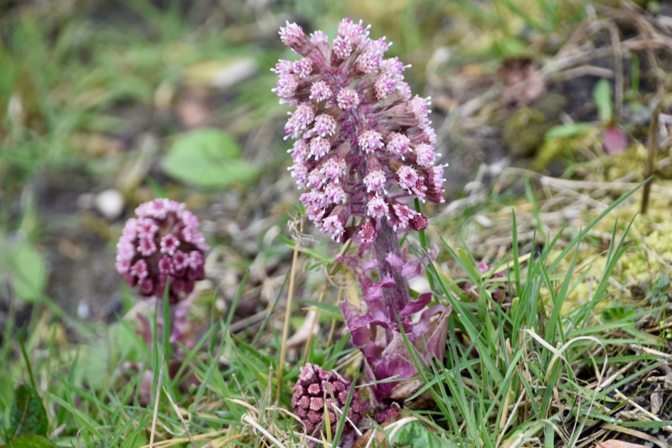 Groot hoefblad - Planten - 