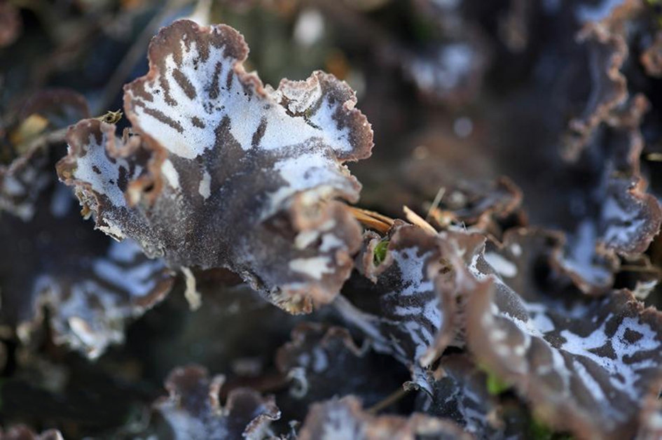 groot leermos - Schimmels - 