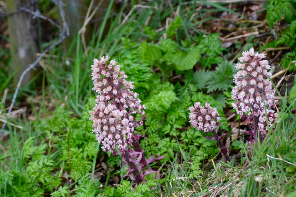 Groot hoefblad - Planten - 