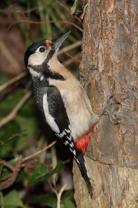 grote bonte specht -v-