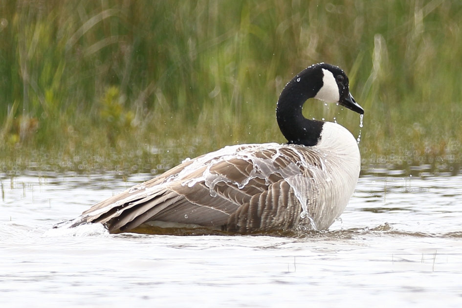 grote Canadese gans - Vogels - 