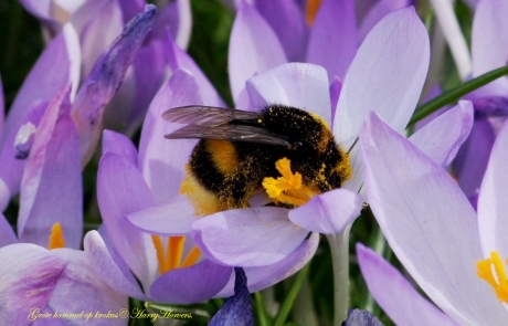 Grote hommel op krokus