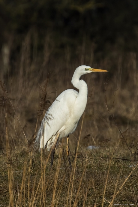 Grote zilverreiger