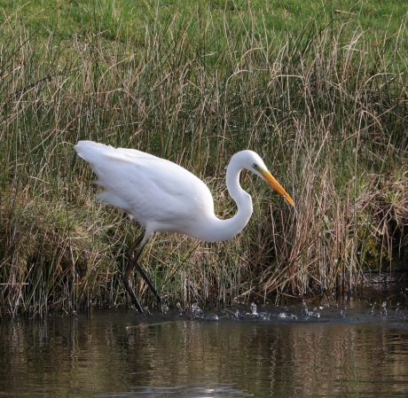 Grote Zilverreiger met vangst