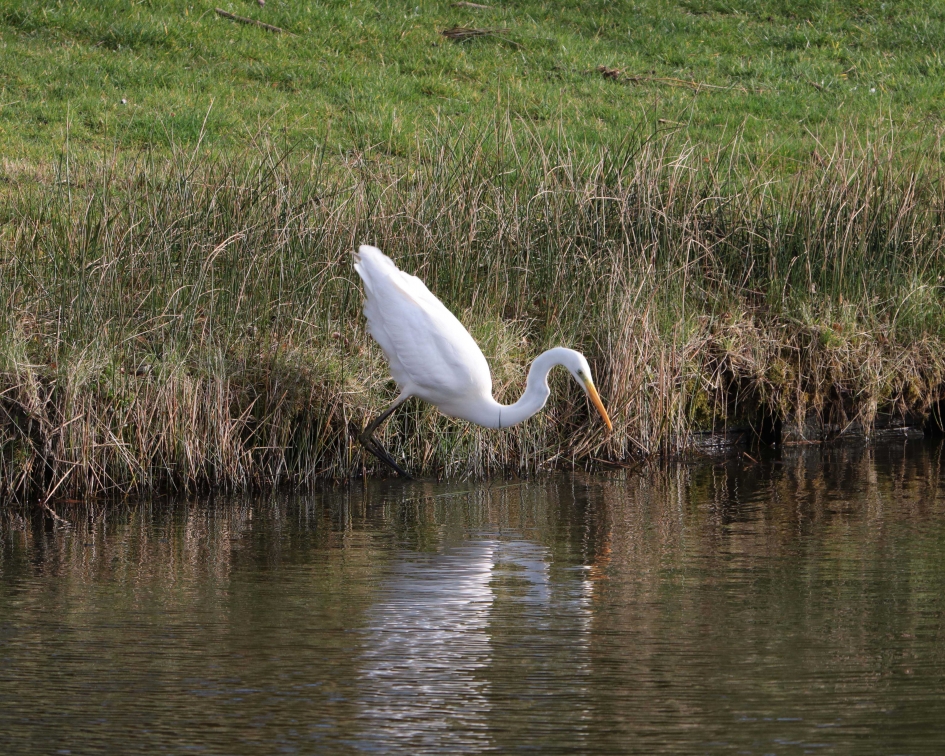 Grote Zilverreiger op jacht - Vogels - Grote Zilverreiger
