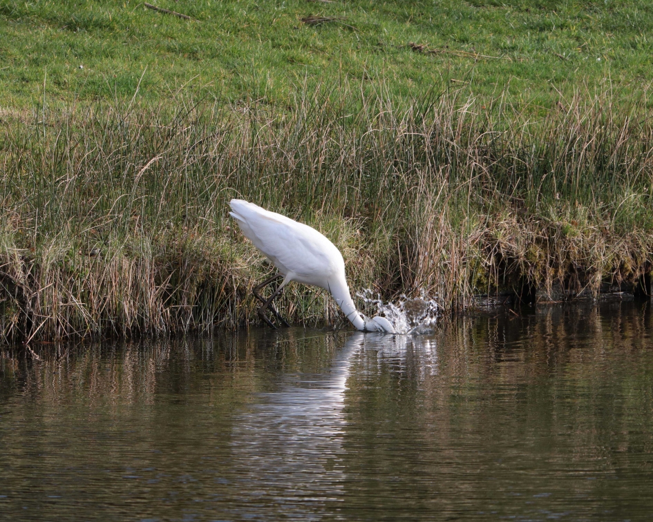 Grote Zilverreiger vist - Vogels - Grote Zilverreiger
