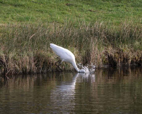 Grote Zilverreiger vist