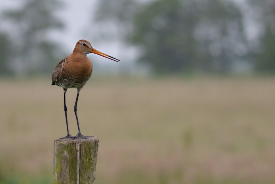 Grutto - Vogels - Grutto