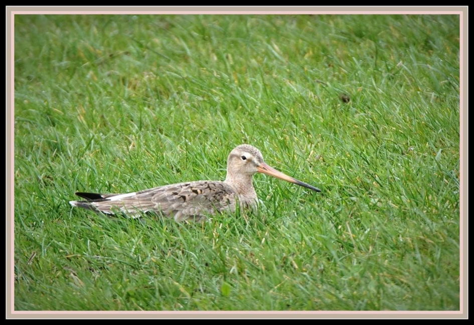 Grutto - Vogels - Grutto