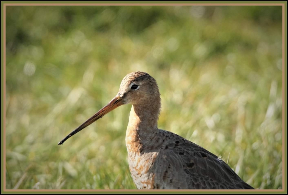 Grutto - Vogels - Grutto