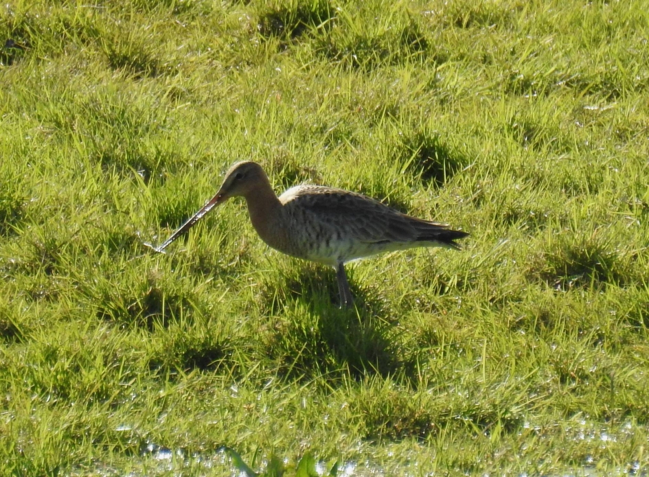 Grutto - Vogels - Grutto