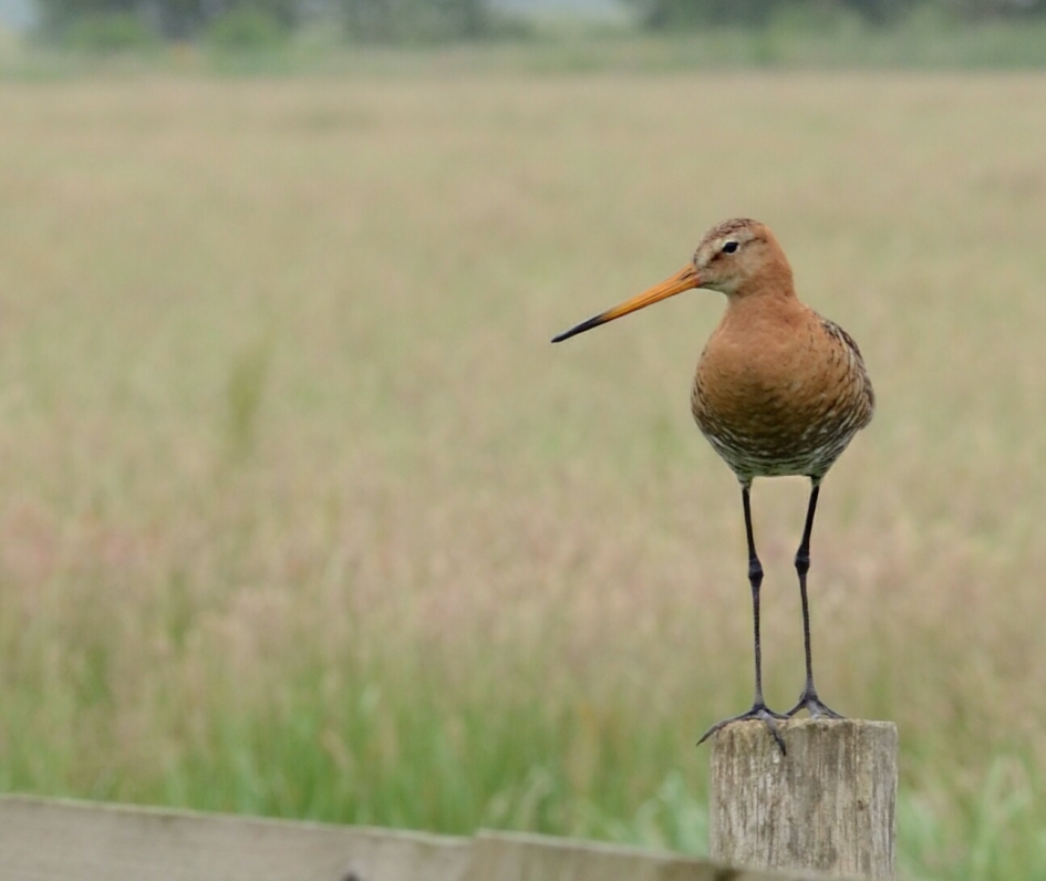 Grutto - Vogels - Grutto