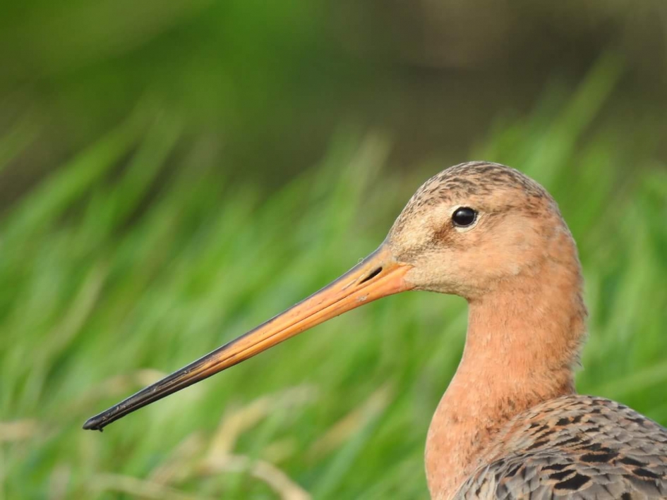 Grutto - Vogels - Grutto