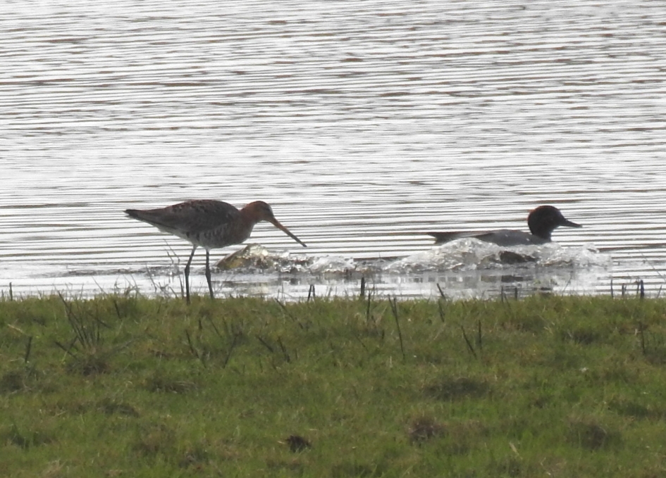 Grutto en een landende wintertaling - Vogels - Grutto