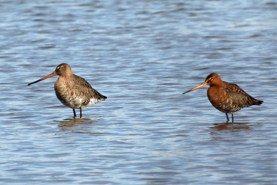 Grutto's (2) - Vogels - 