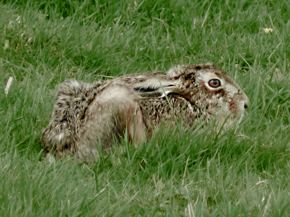 Haas - Zoogdieren - Haas