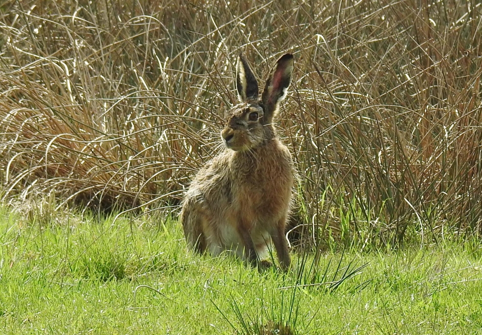Haas - Vogels - Haas