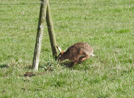 Haas verlaat het weiland