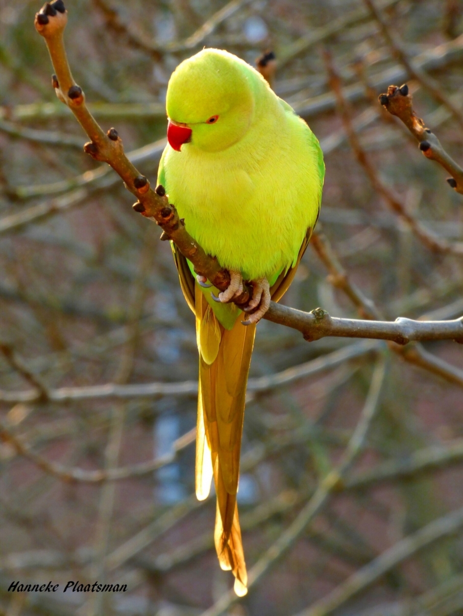 Halsbandparkiet - Vogels - Halsbandparkiet