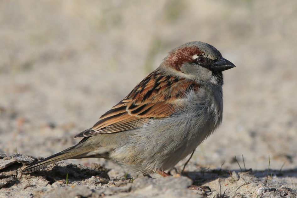 Happy Huismus - Vogels - Huismus