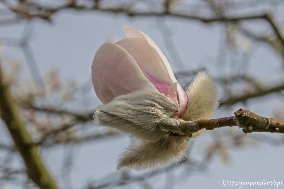 Harig roze - Planten - Magnolia