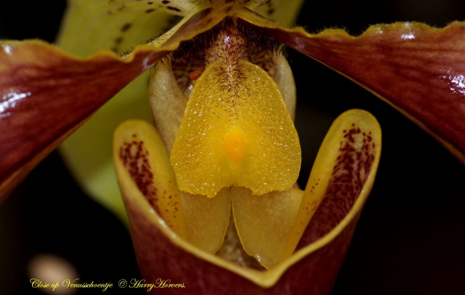 Hart Venusschoentje - Planten - 