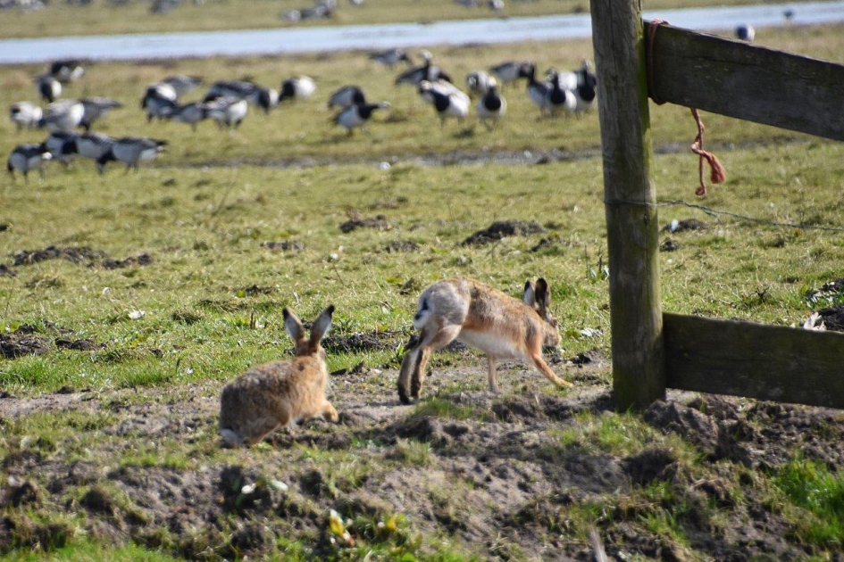 Hazen - Zoogdieren - 