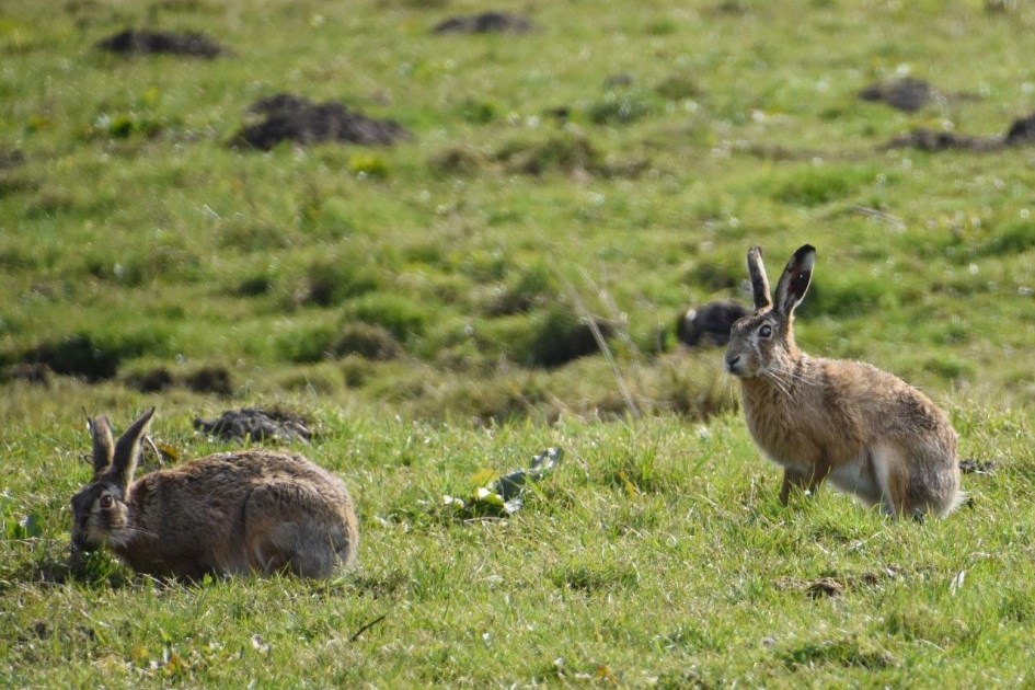 Hazen - Zoogdieren - 