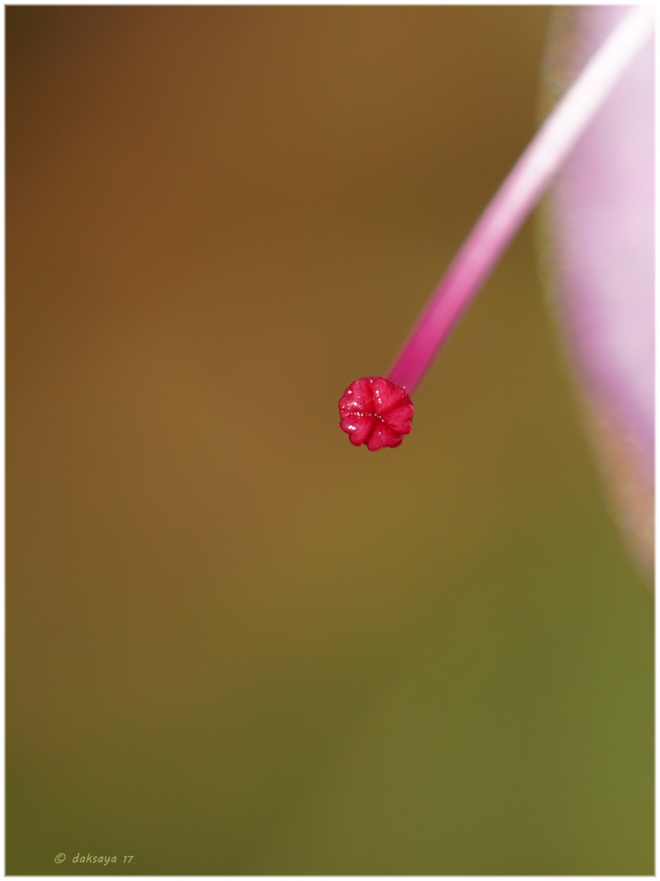 Hearts of spring - Planten - Rhododendron