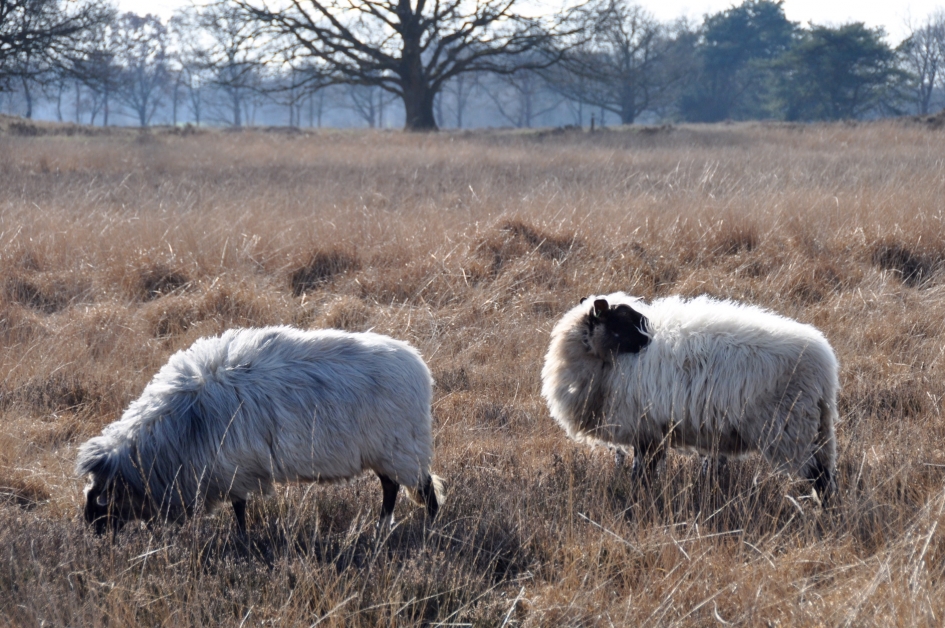 Heideschapen - Zoogdieren - 