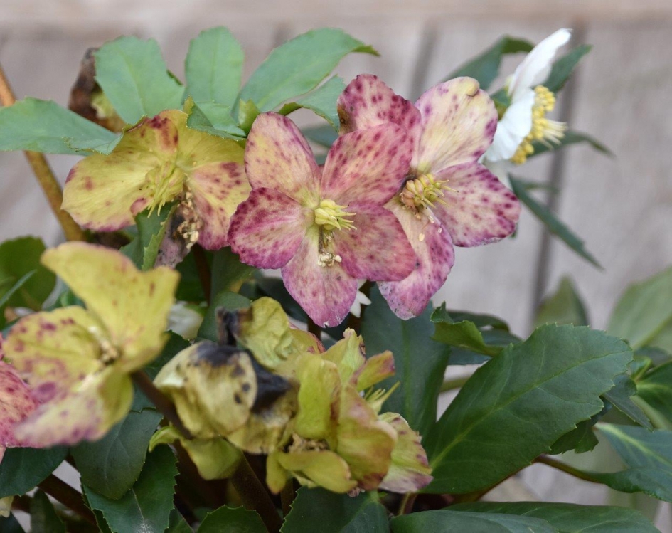 Helleborus - Planten - 