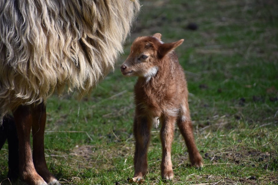 Het derde lammetje.. - Zoogdieren - 
