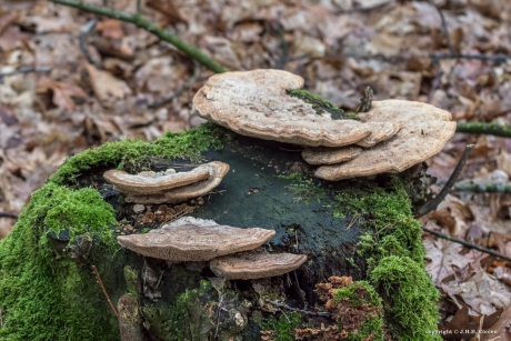 Het hele jaar door....