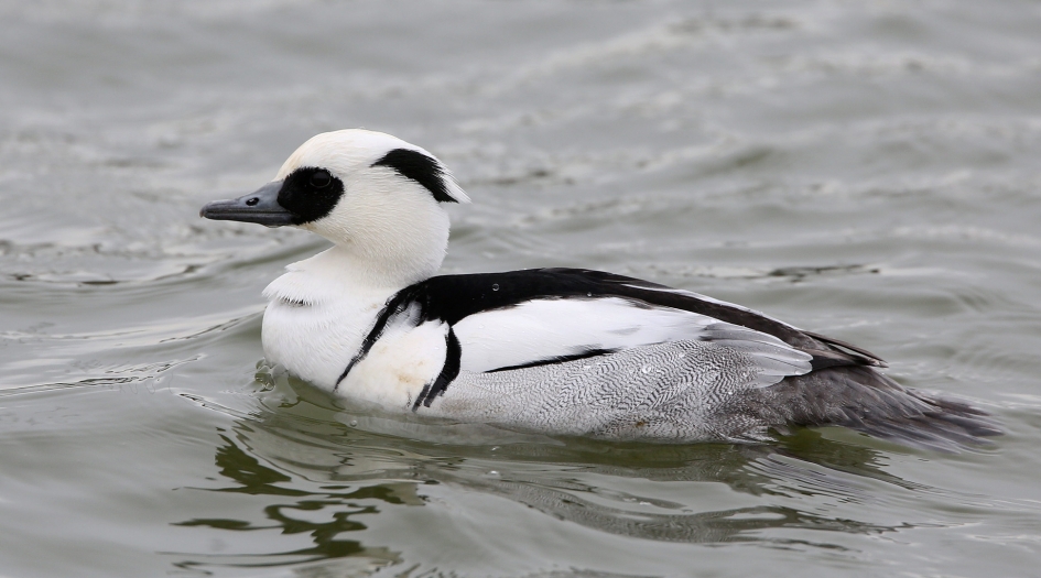 Het Nonnetje - Vogels - Nonnetje