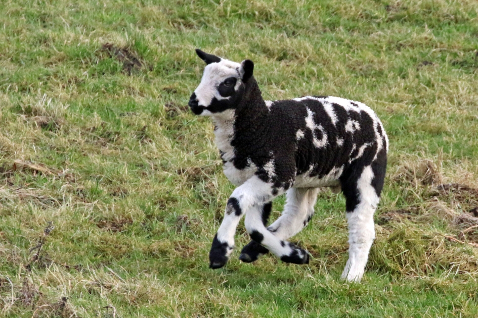 Het schaap met 5 poten? - Zoogdieren - 