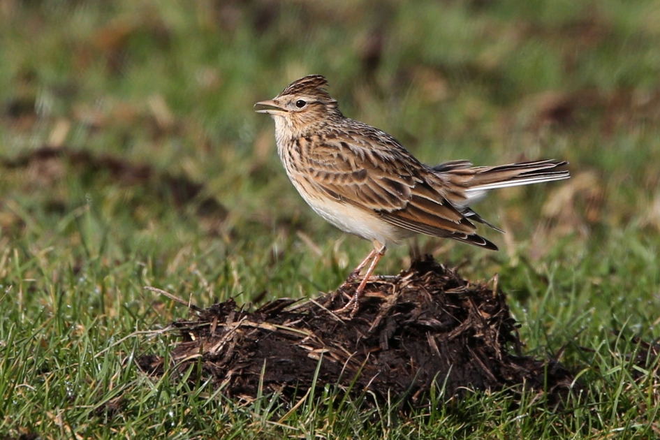 Het zingt best ... - Vogels - Veldleeuwerik