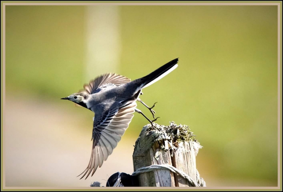 Hij gaat weer - Vogels - Kwikstaart