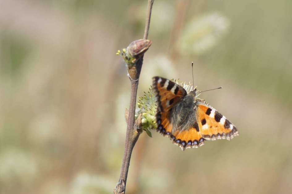Hij vliegd weer - Geleedpotigen - Kleinevos