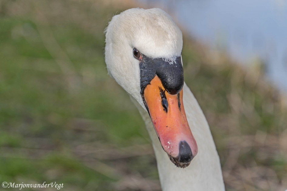 Hoe bedoel u ? - Vogels - zwaan