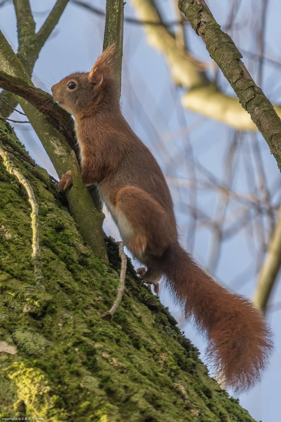 Hogerop - Zoogdieren - Eekhoorn