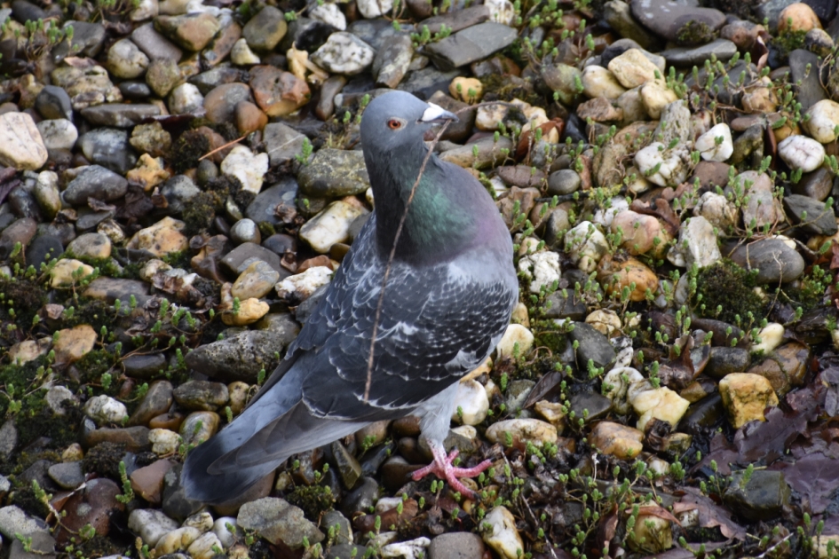 Holenduif met takje - Vogels - 