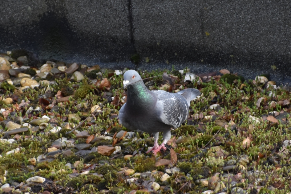 Holenduif met takje in zijn snavel - Vogels - 