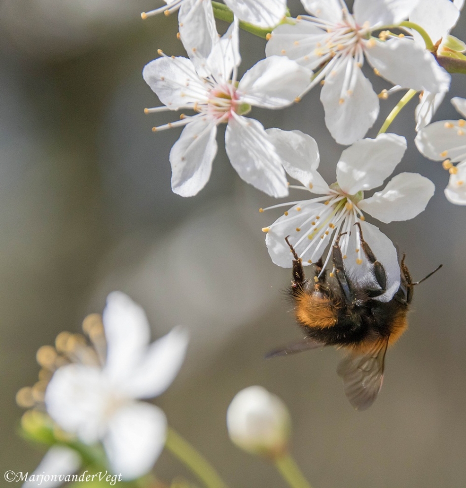 Hommel - Geleedpotigen - Hommel