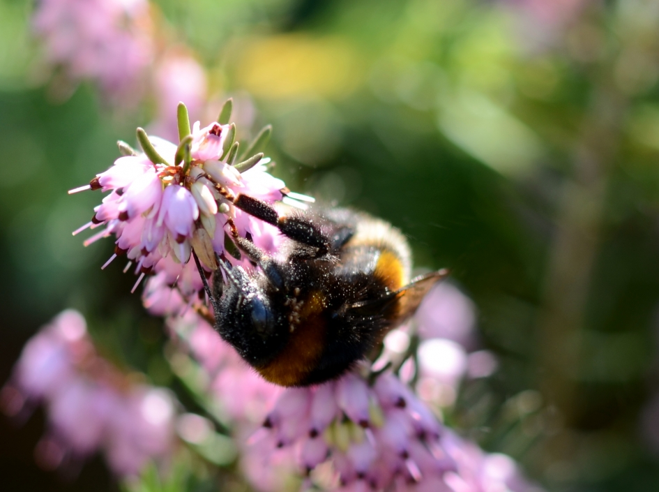 Hommelmijten lastige lifters - Geleedpotigen - 