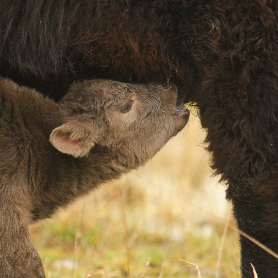 Honger - Zoogdieren - 