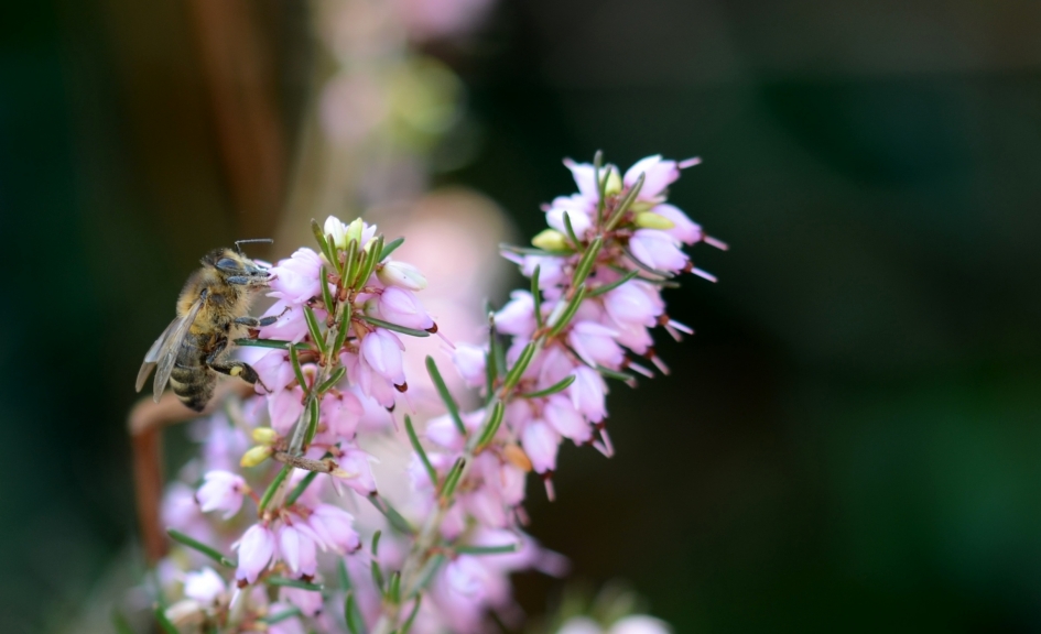 Honingbij - Geleedpotigen - Honingbij