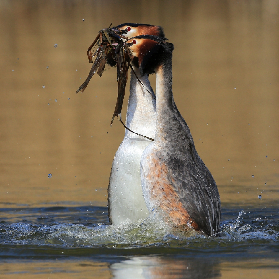 Hoogtepunt ... - Vogels - Fuut