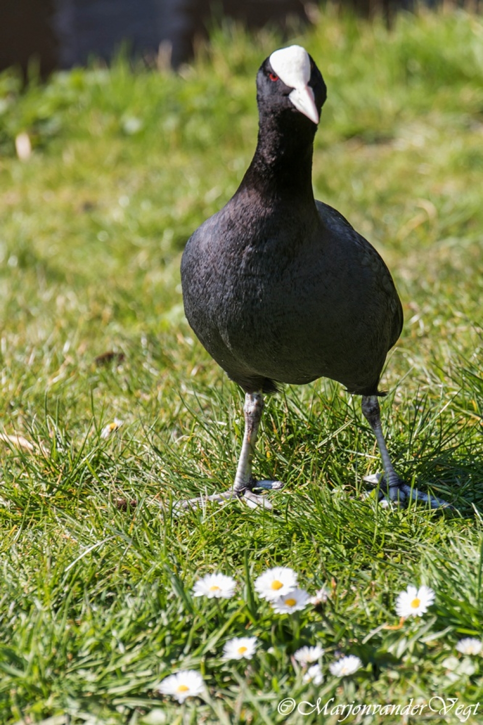 huh wat? - Vogels - meerkoet