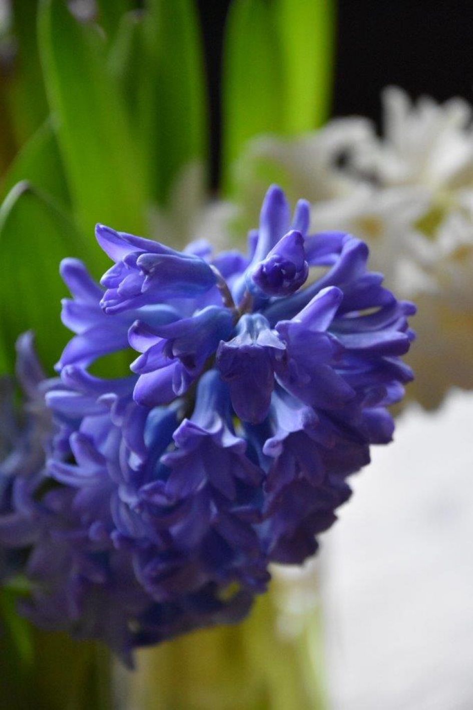Hyacint - Planten - 