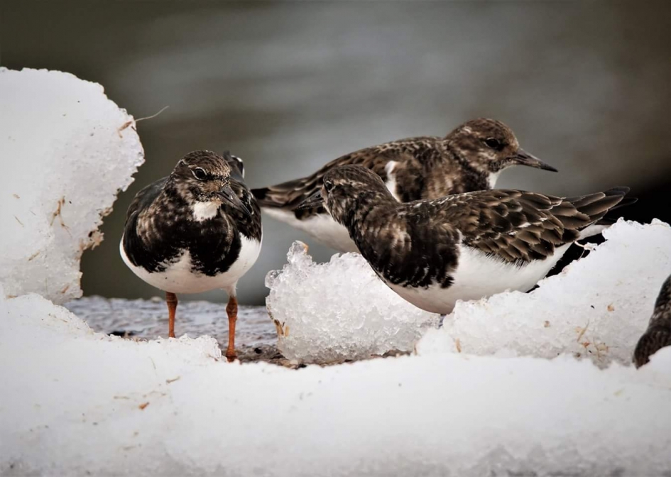 Ijs pret - Vogels - Steenloper
